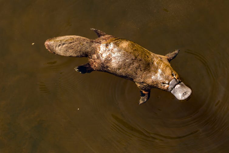 platypus swims through brown water