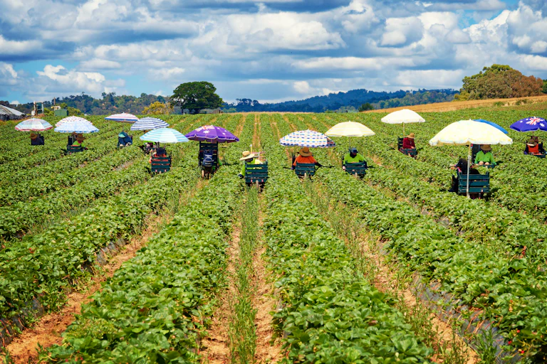 Strawberry pickers, Coldstream, Yarra Valley, Victoria.