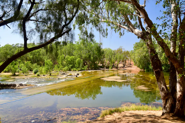 Two trees frame a shallow river