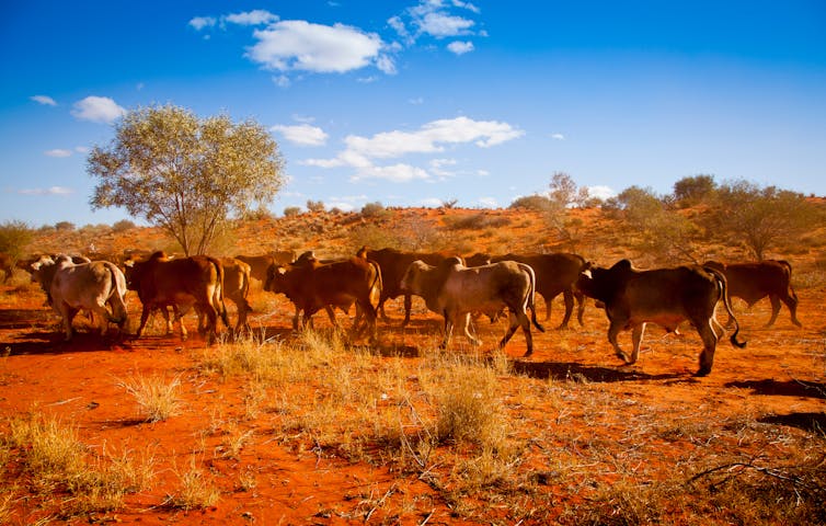 cows western australia in heat