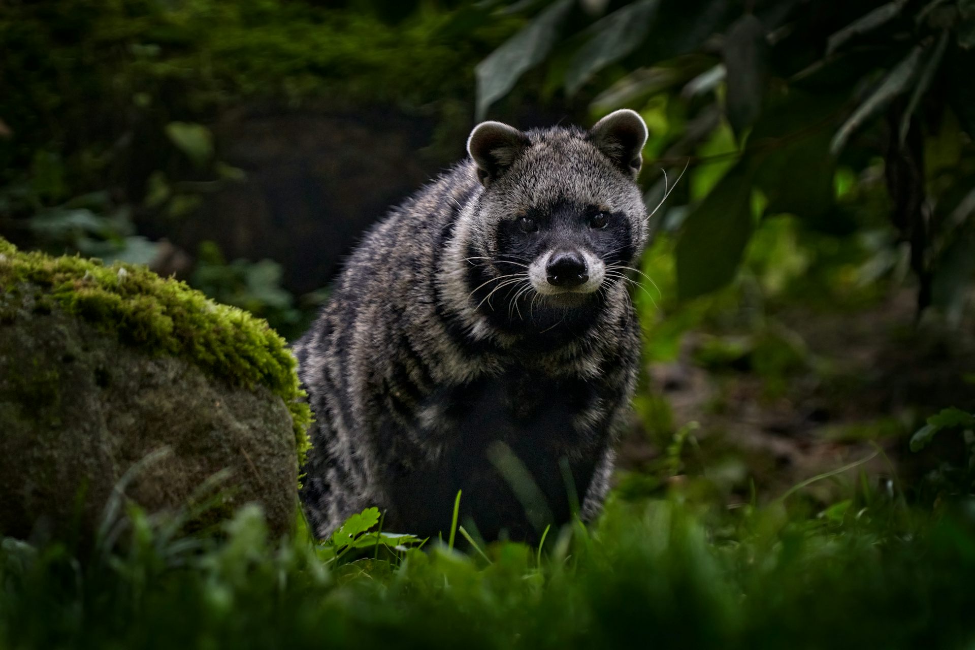 Civet perfume shop