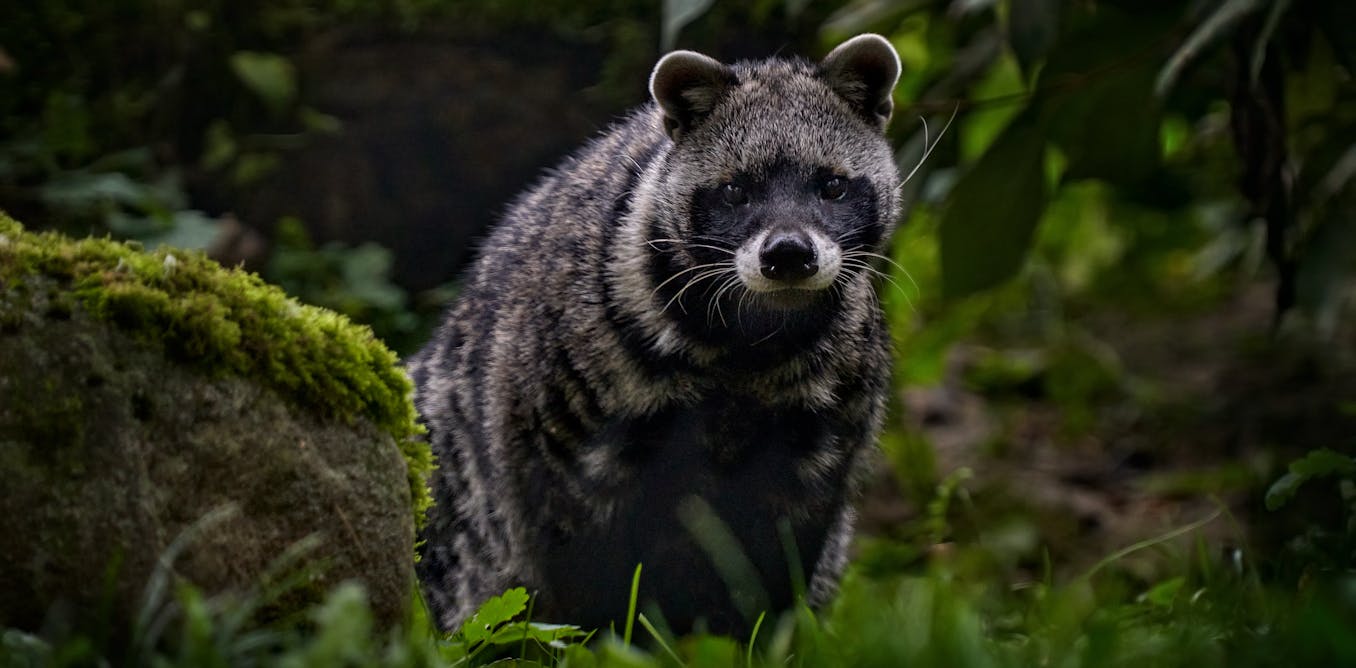 Civet musk, a precious perfume ingredient, is under threat. Steps to  support Ethiopian producers and protect the animals
