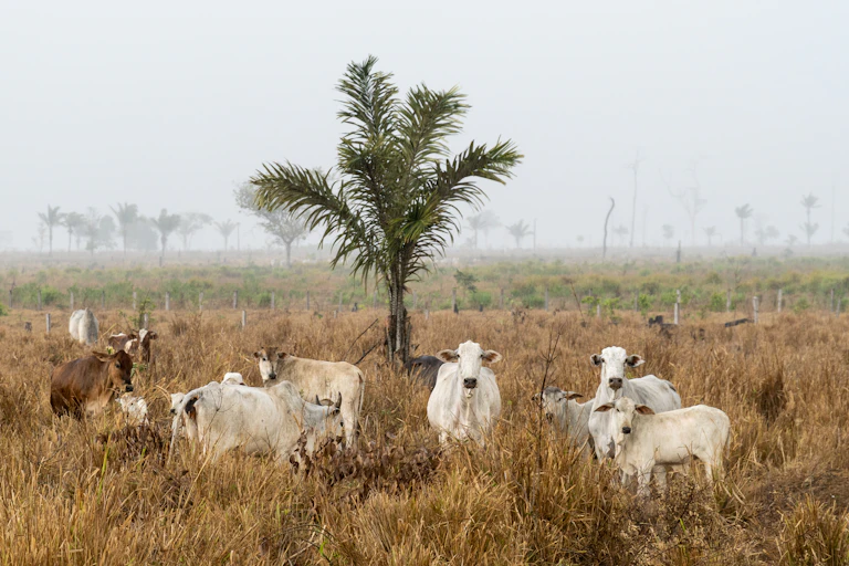 Cows stand in pasture with single palm tree