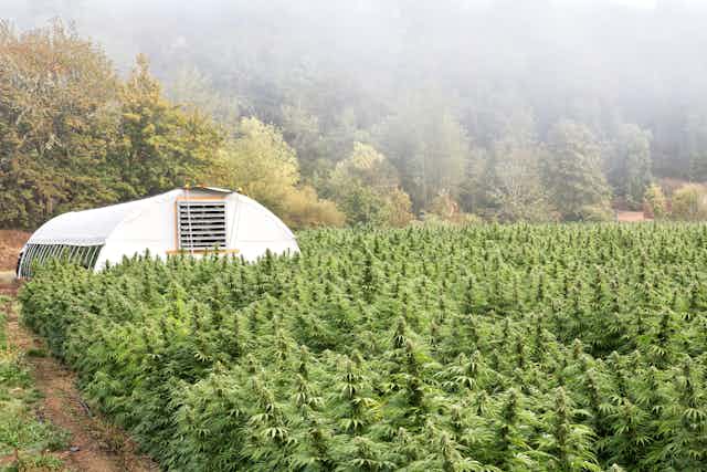 A field of industrial hemp with trees and a polytunnel in the background.