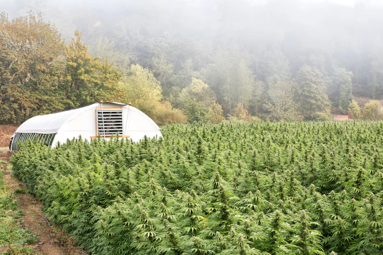 A field of industrial hemp with trees and a polytunnel in the background.