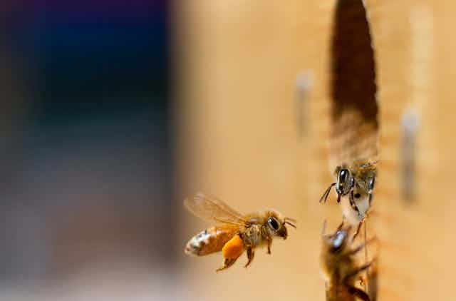 Deux abeilles se font face, l'une se reposant dans un trou dans un mur et l'autre volant dans les airs.