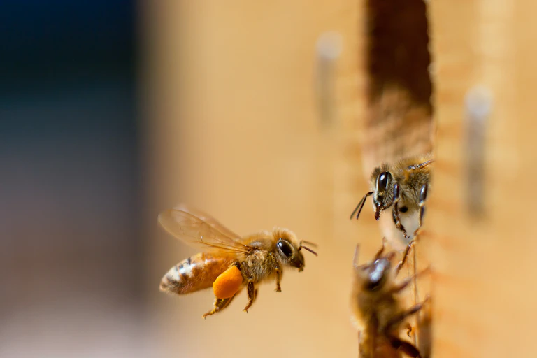 Deux abeilles se font face, l'une se reposant dans un trou dans un mur et l'autre volant dans les airs.