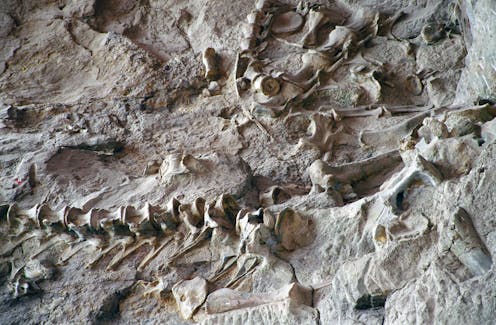 the West Coast whale fossil and the ethics of private collecting