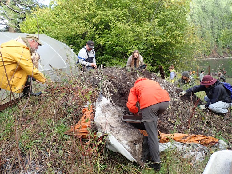 A group of people digging in a forested area.