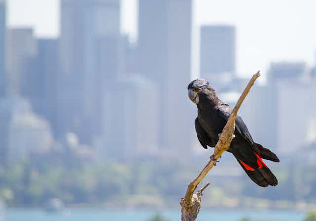 Red-tailed black cockatoo on dead branch with city buildings in the background
