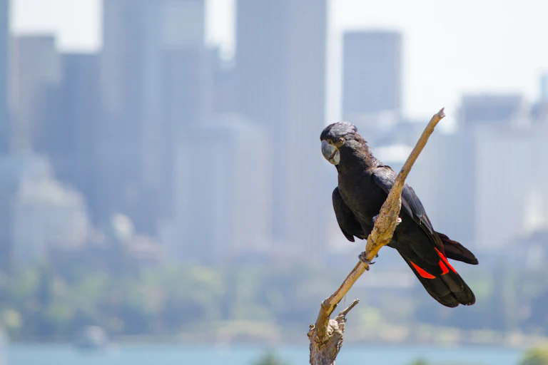 Red-tailed black cockatoo on dead branch with city buildings in the background