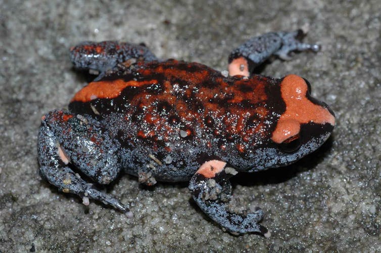 Small toad with red markets on the head, legs and rump
