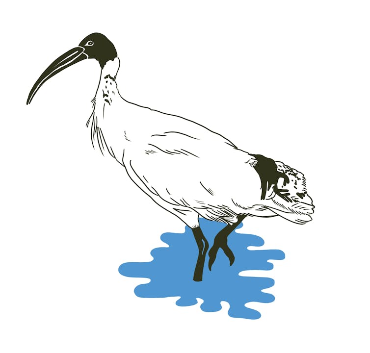 ibis illustration