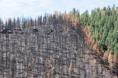 A burned forest next to a a green forest.
