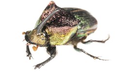 A large round beetle with red, green and gold shading