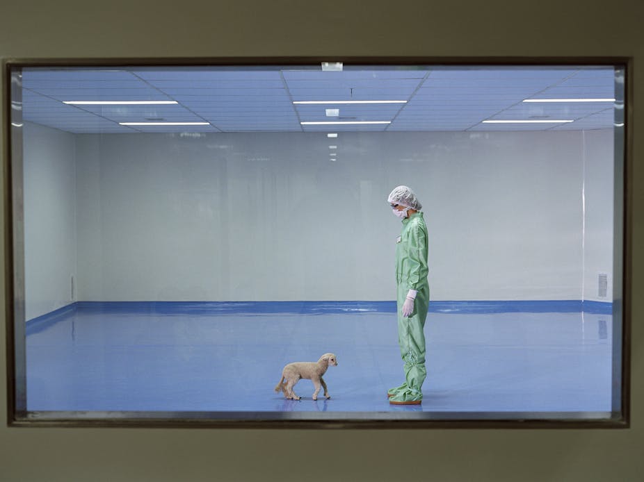 A researcher in a boilersuit, hair net and mask looks down at a lamb walking in an empty room with white walls.