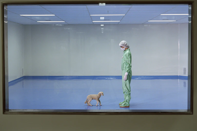 A researcher in a boilersuit, hair net and mask looks down at a lamb walking in an empty room with white walls.