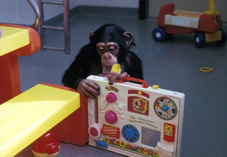 A chimp plays with a young child's activity board while seated on the floor, next to a plastic picnic table.