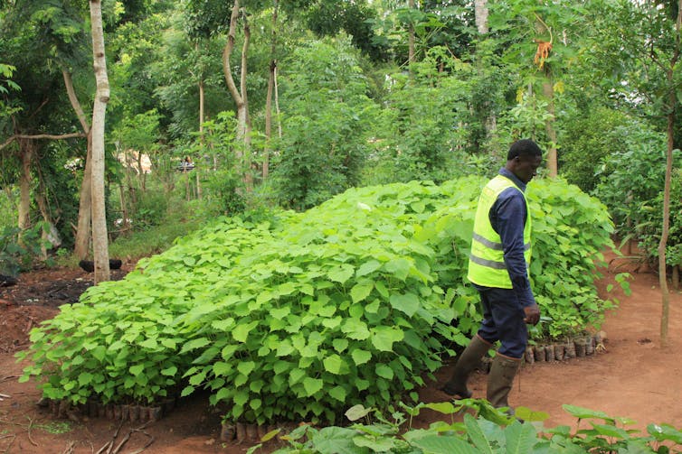 Man walking among trees.
