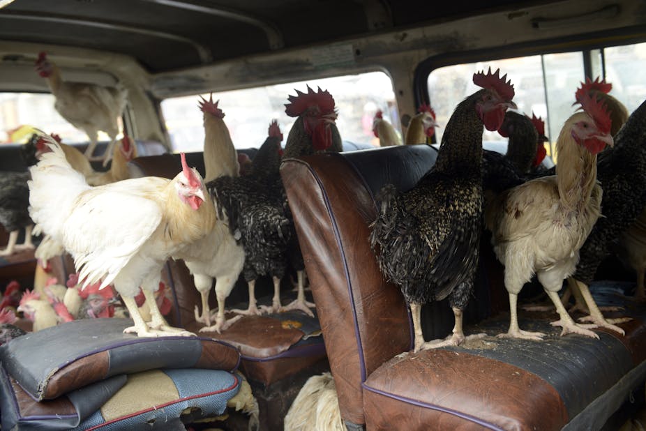 chickens standing on seats in a bus.