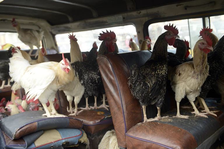 chickens standing on seats in a bus.