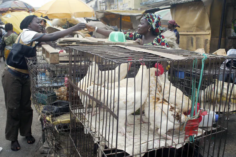 Woman pays money to chicken seller in chicken market. Photo by: Pius Utomi Ekpei/AFP.