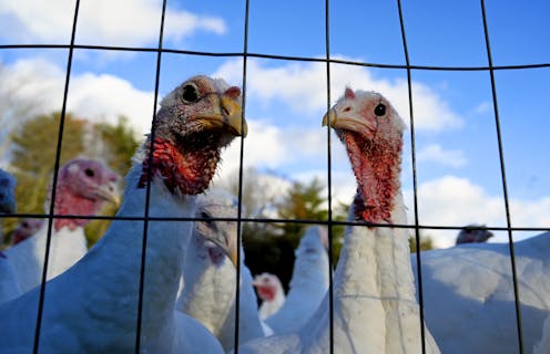 Bird flu has made a comeback, driving up prices for holiday turkeys