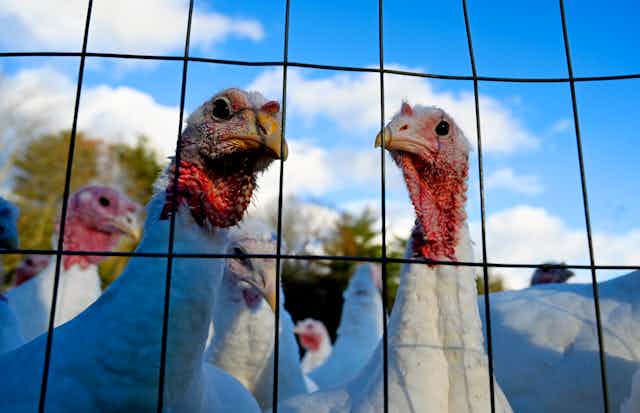 Turkeys in a field peer through a wire fence