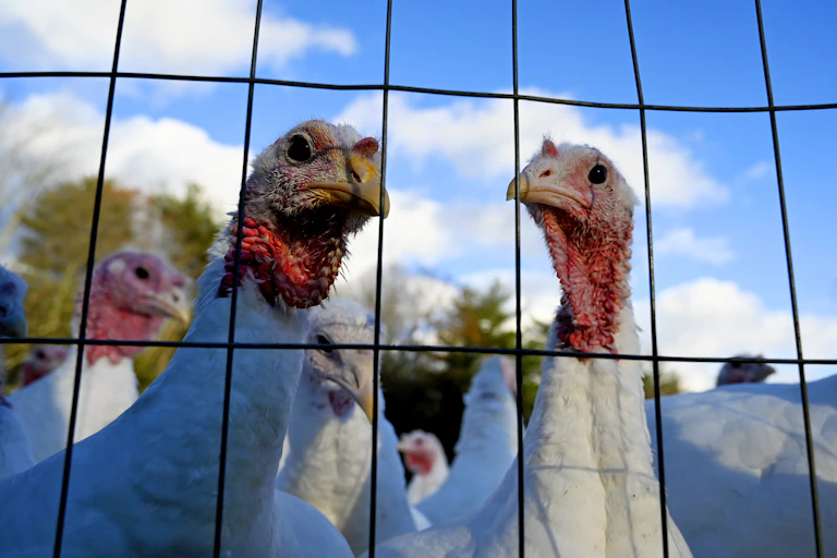 Turkeys in a field peer through a wire fence
