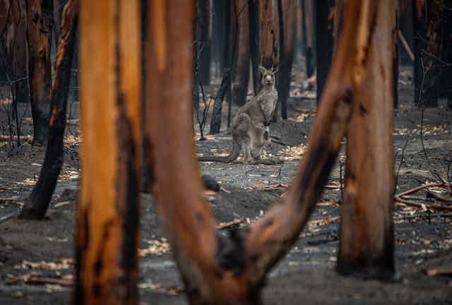 kangaroo after fire