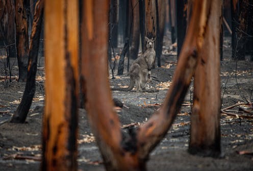 It's natural to want to feed wildlife after disasters. But it may not help
