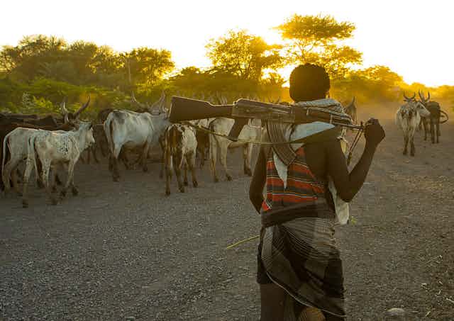A man carrying a gun walks behind a herd of cattle.