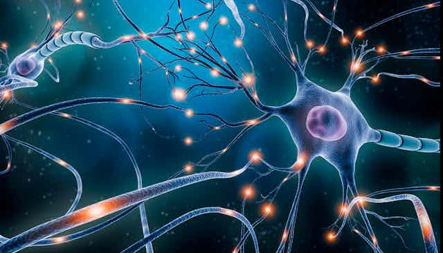 An artistic illustration of a brain neuron sending electrical signals throughout the neuronal network. 