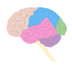 Parti del cervello. In giallo, sotto, il tronco cerebrale.
