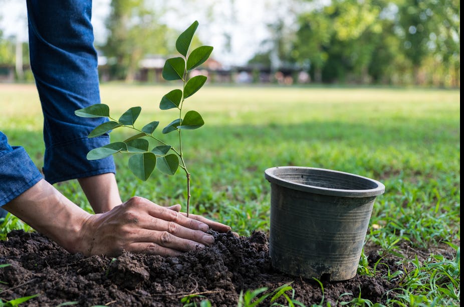 A close-up of a persons hands planting a tree with an empty pot on the floor.