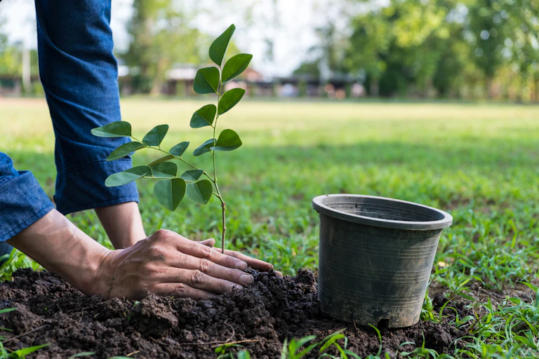 A close-up of a persons hands planting a tree with an empty pot on the floor.