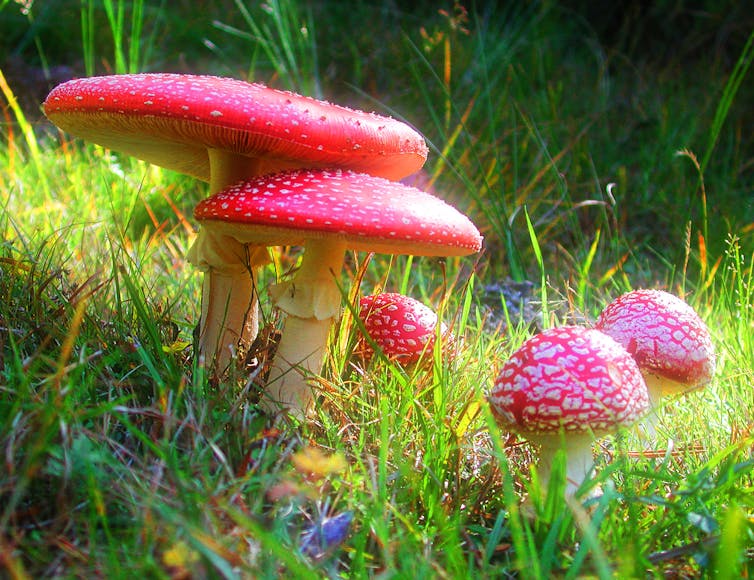Setas amables y hongos mortales Setas amables y hongos mortales