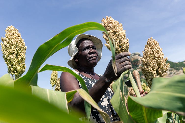 A woman standing in a field examines a stalk of sorghum