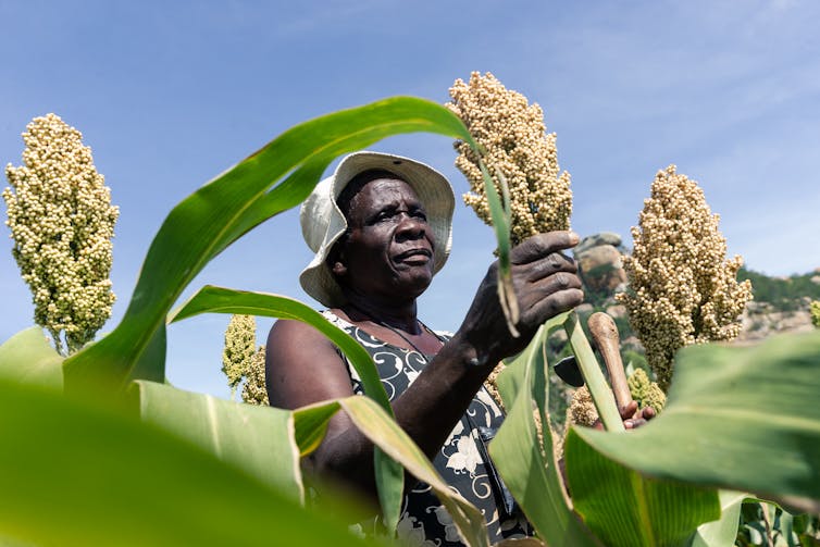 Una mujer de pie en un campo examina un tallo de sorgo