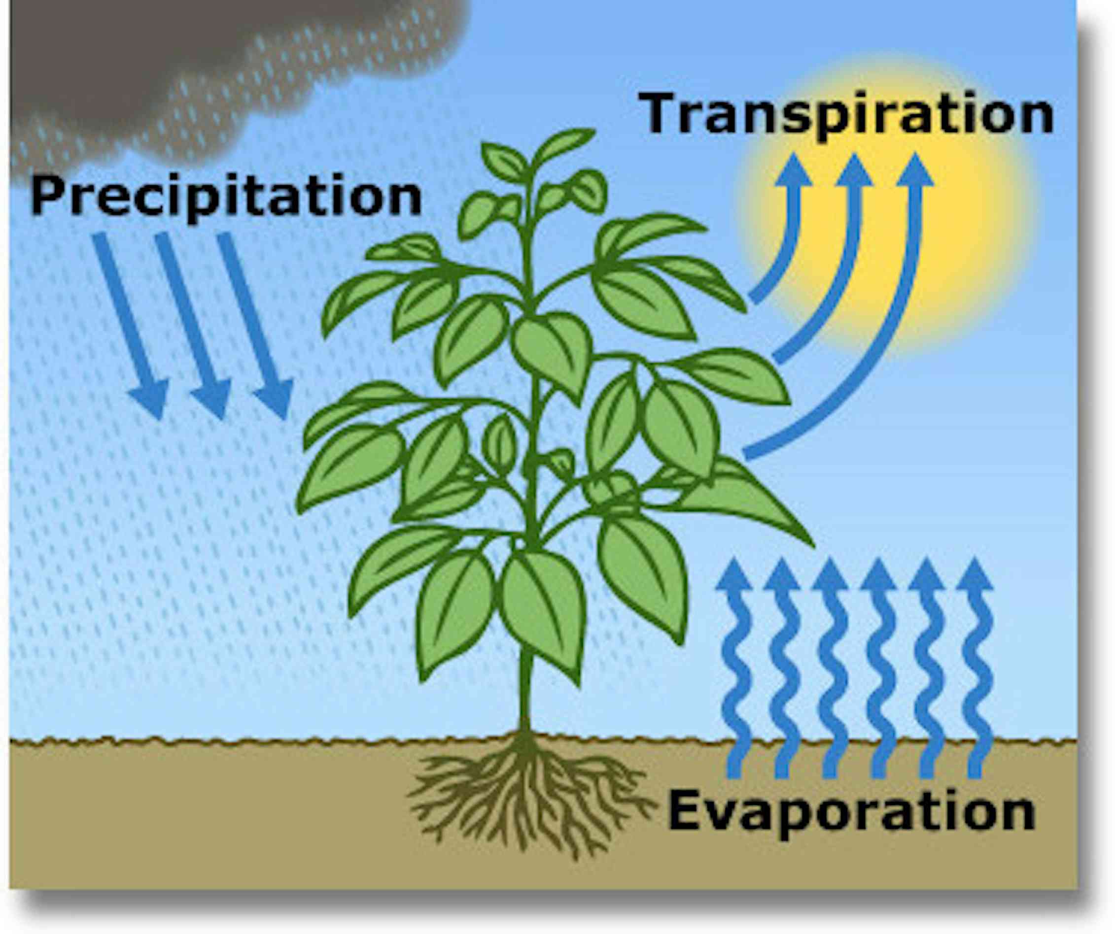 Движение воды в листьях. Устьичная транспирация. Транспирация испарение воды. Испарение (транспирация) устьичная. Транспирация у растений.