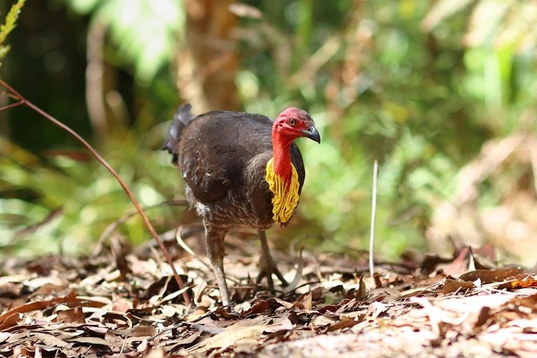Brush turkey in leaf litter