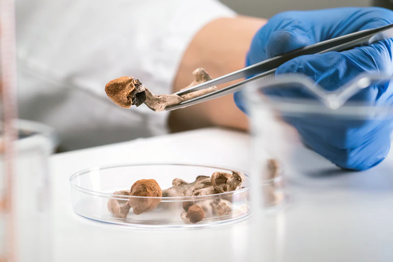 Magic mushroom in a petri dish being picked up by a scientist.