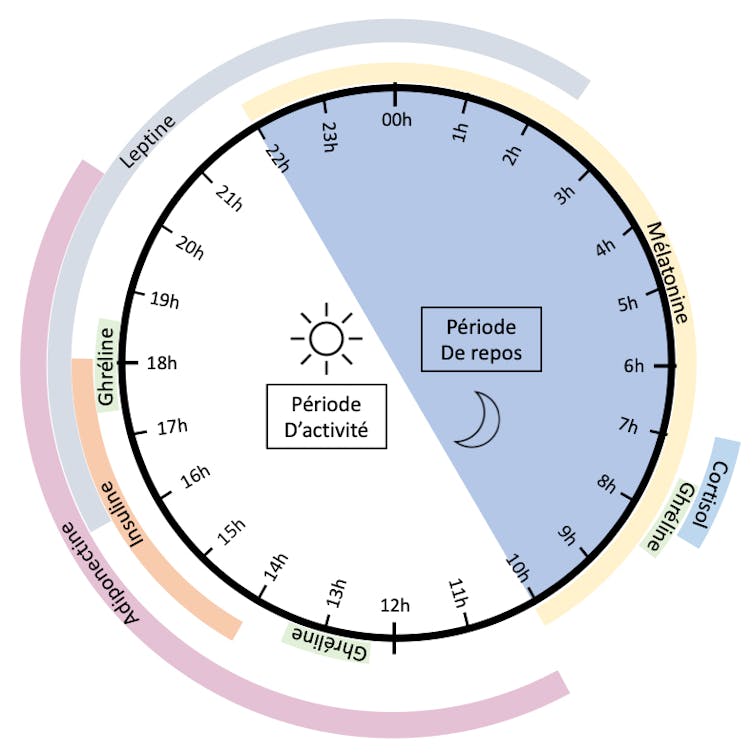 Répartition de la sécrétion des différentes hormones au cours de la journée et de la nuit