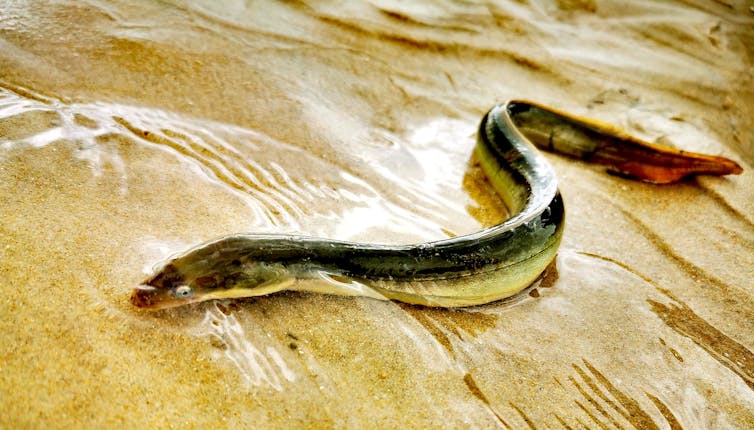La anguila: el animal más misterioso podría extinguirse antes de que logremos entenderlo
