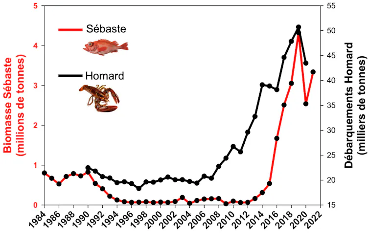graphique présentant l’augmentation de l’abondance du homard et du sébaste