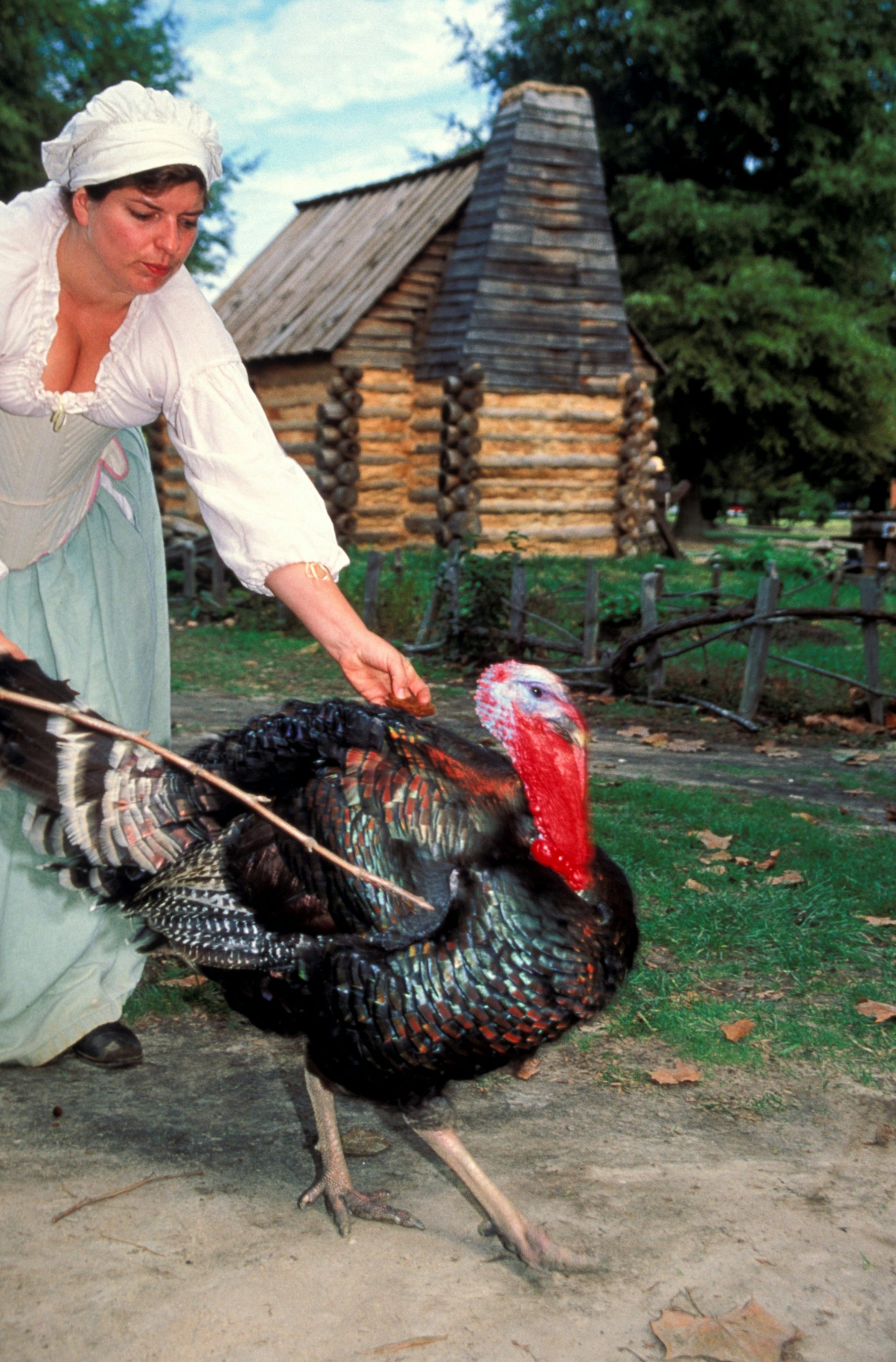 A woman dressed as a colonial-era settler grabs a live turkey.
