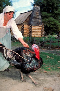 A woman dressed as a colonial-era settler grabs a live turkey.