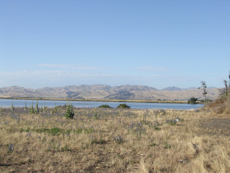 A landscape image of Wairau Bar, a coastal site of early settlemnt in the South Island.