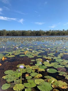 roper river wetland