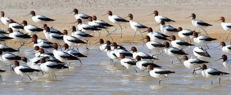 red necked avocet